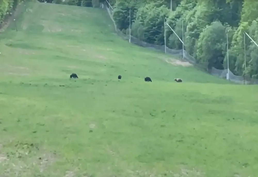 Urși filmaţi pe pârtia mică de schi din staţiunea Şugaş Băi
