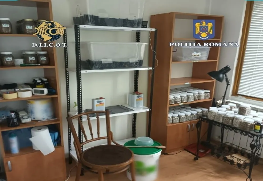 Laborator de cultivare și prelucrare a drogurilor de mare risc descoperit de polițiștii din Covasna
