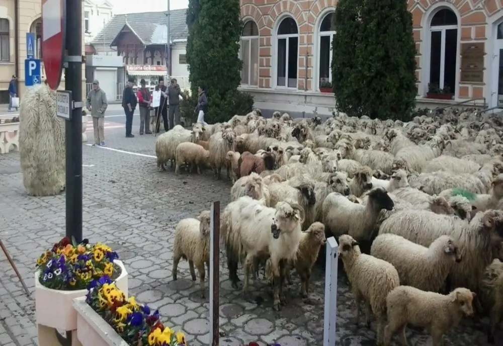 GRECIA: EPIDEMIE DE PESTĂ LA OVINE