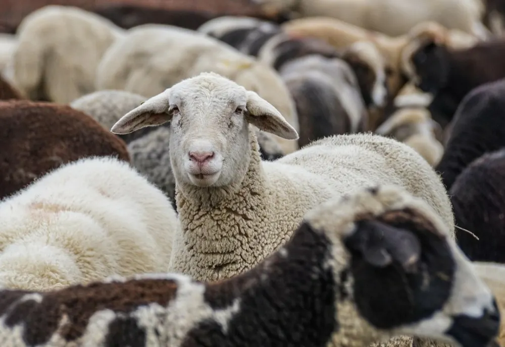 Transporturile neautorizate de ovine