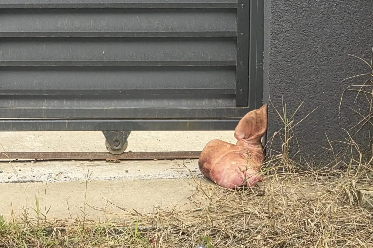 Capul de Porc lăsat în fața casei lui Marius Lulea