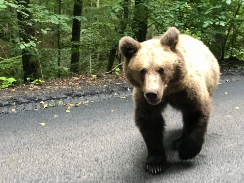 Urs Lacul Sfanta Ana septembrie 2018