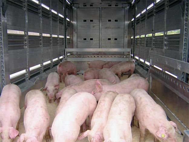 transport ilegal porci