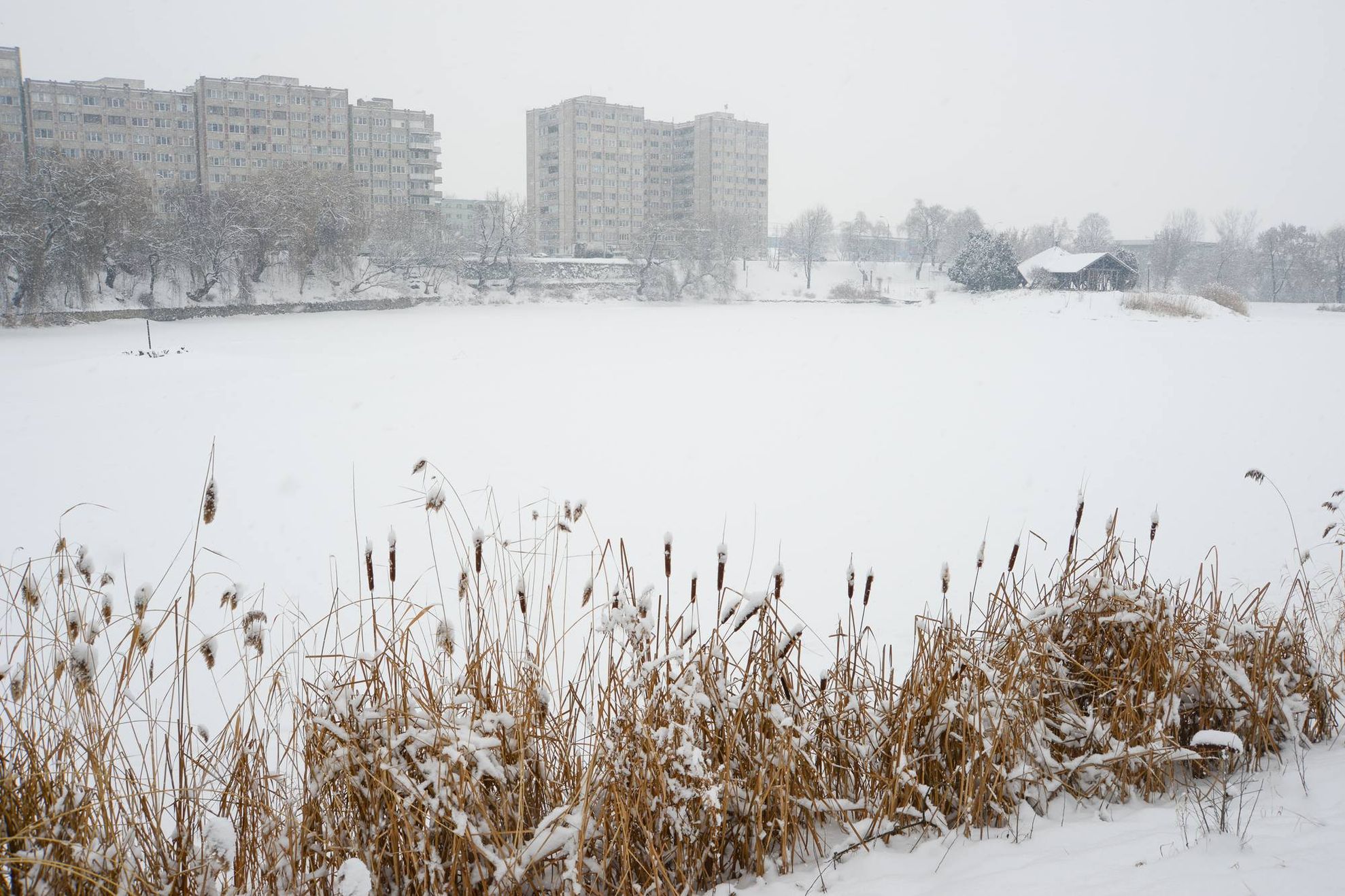 Lacul de la Gara iarna zapada