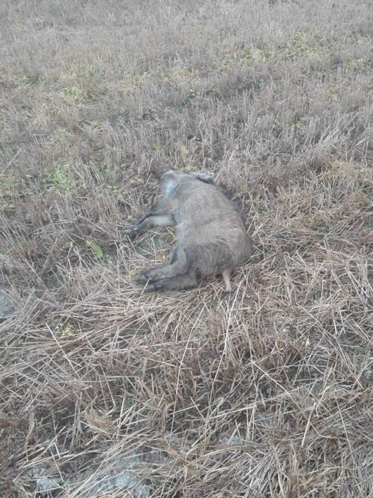 Pesta porcină se extinde în judeţul Covasna. Încă un mistreţ găsit mort 