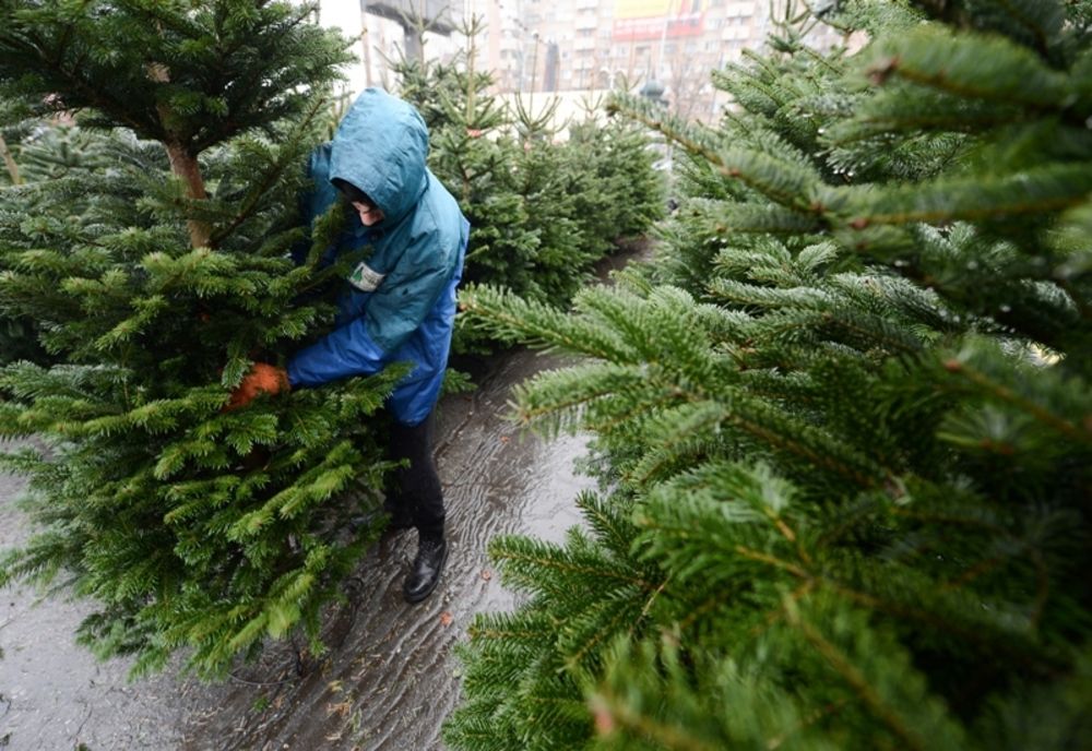 Brazii de Crăciun scoși la vânzare de Direcția Silvică Covasna, înlocuiți treptat cu molizii