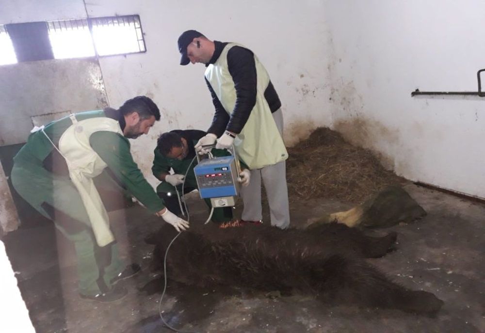 VIDEO. Un urs lovit de maşină în judeţul Covasna va fi eutanasiat la sanctuarul din Zărneşti