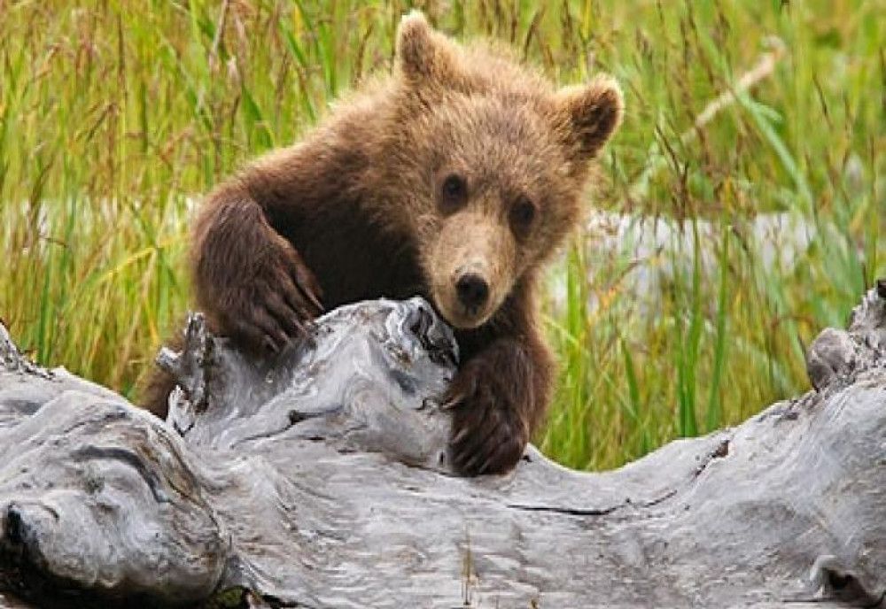 Un ursuleţ coboară într-o localitate din Harghita pentru a mânca mere dintr-o livadă