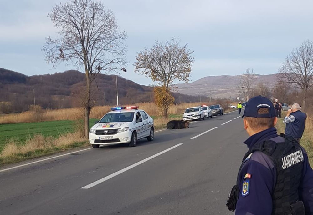 Prefectul de Harghita, demis după ce un urs a agonizat timp de 18 ore pe un drum din judeţ