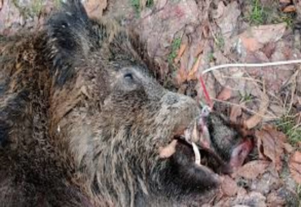 Cazuri noi de pestă porcină în județul Covasna. Autoritățile intensifică controalele