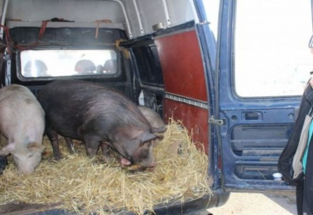 „Ploaie de amenzi” pentru comerț ilicit cu porci vii și nereguli în domeniul siguranței alimentelor, în județul Covasna