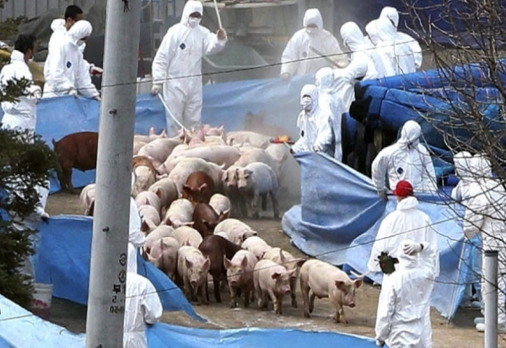 Raport ANSVSA: 626 de focare și 24 de județe cu pestă porcină africană. Situația în județul Covasna