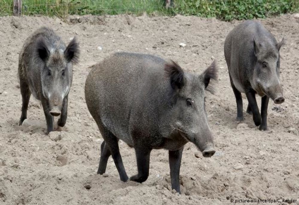 Noi focare de pestă porcină şi trichineloză în judeţul Covasna