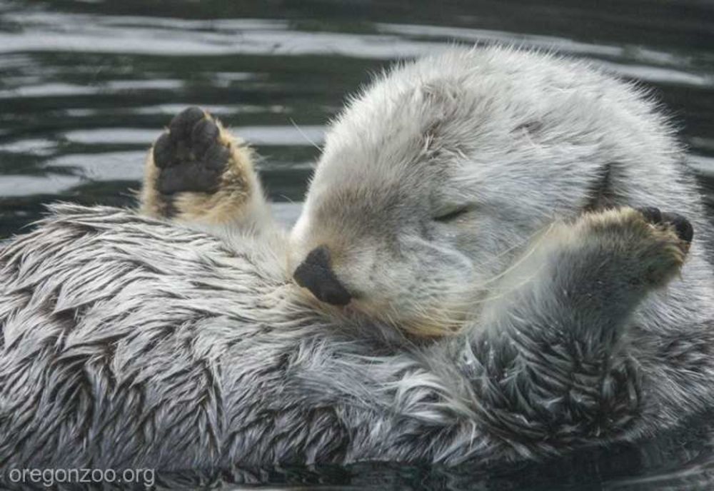 Protejarea digurilor cu plase – o posibilă soluție împotriva castorilor 