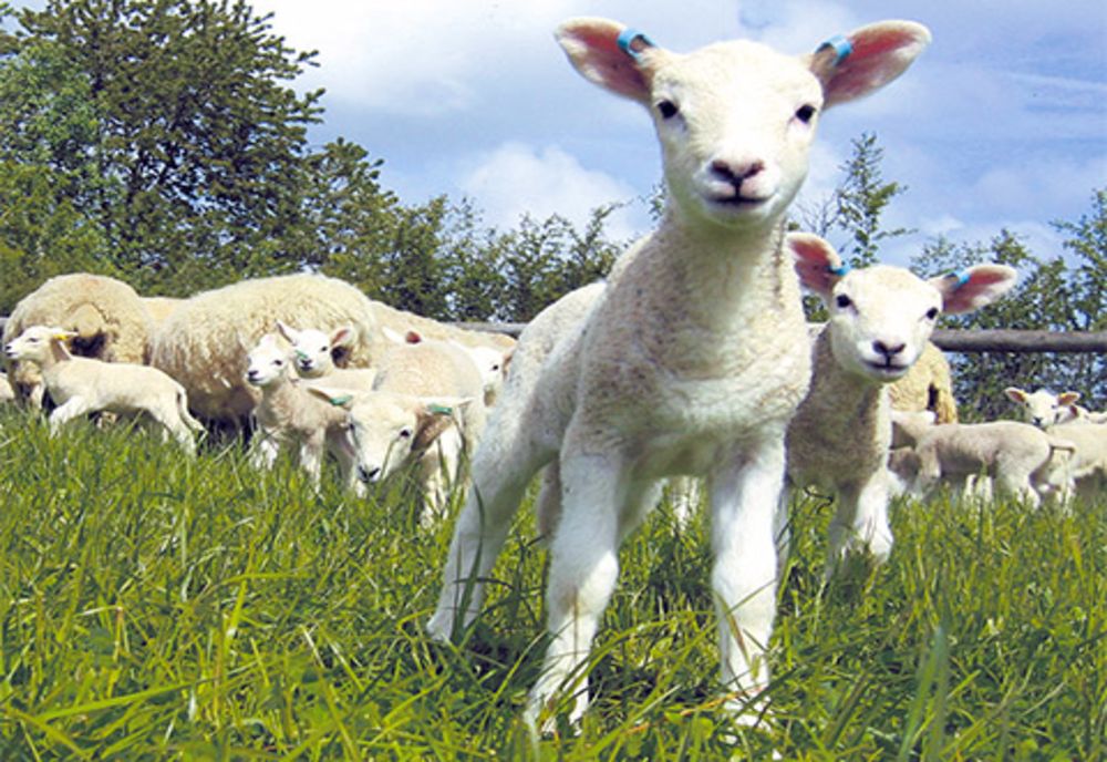 DSVSA Covasna va începe controalele de Paște