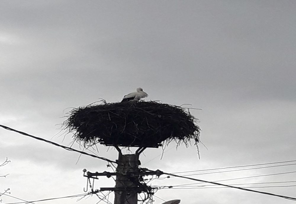 Prima barză din județul Covasna a ajuns luni la Bicfalău