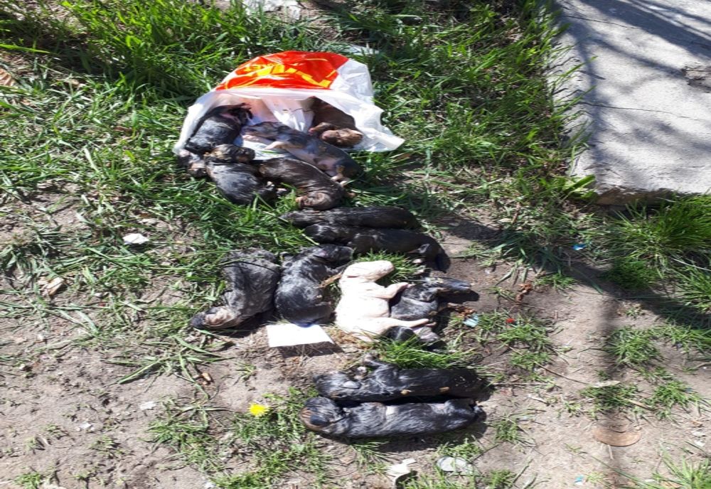 Pungă cu pui de câini, majoritatea morți, scoasă de pompieri dintr-un container semiîngropat din Sfântu Gheorgh