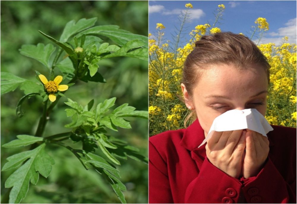 Primăriile încep lupta împotriva ambroziei. Garda de Mediu Covasna: „Amenzile pot ajunge până la 20.000 lei pentru persoanele juridice”