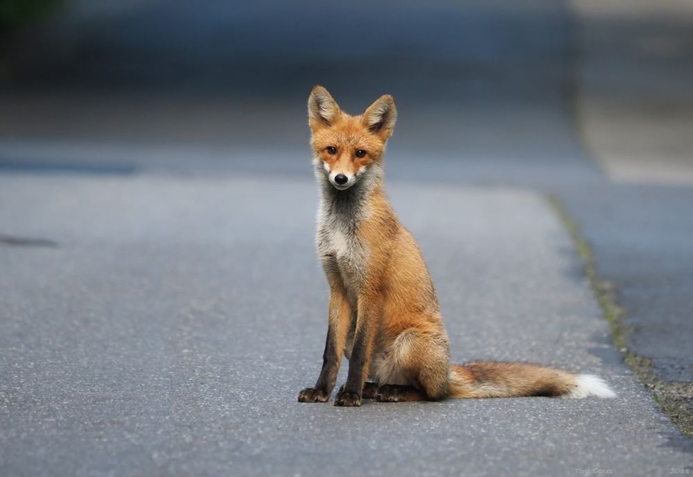 Vulpile sunt tot mai des întâlnite în cartierele din Sfântu Gheorghe 