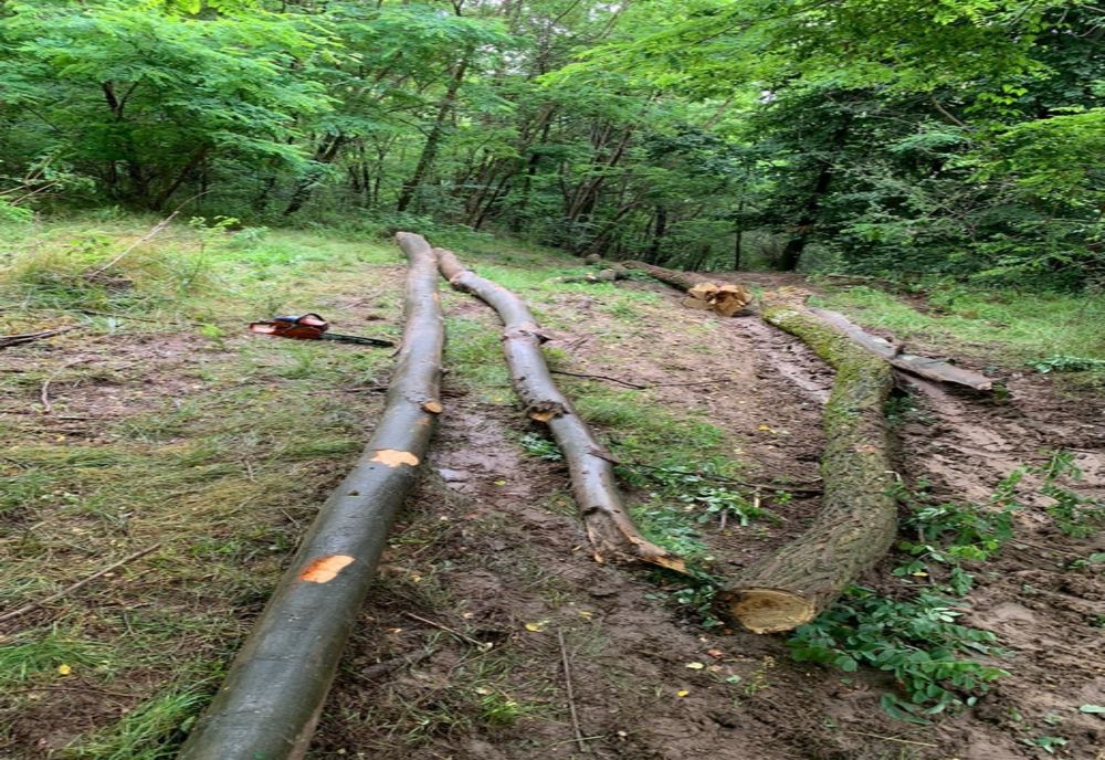 Amenzi de 20.000 de lei pentru transport ilegal de material lemnos