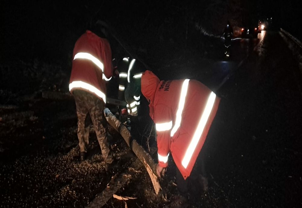 VIDEO Copac căzut pe carosabil, în județul Covasna