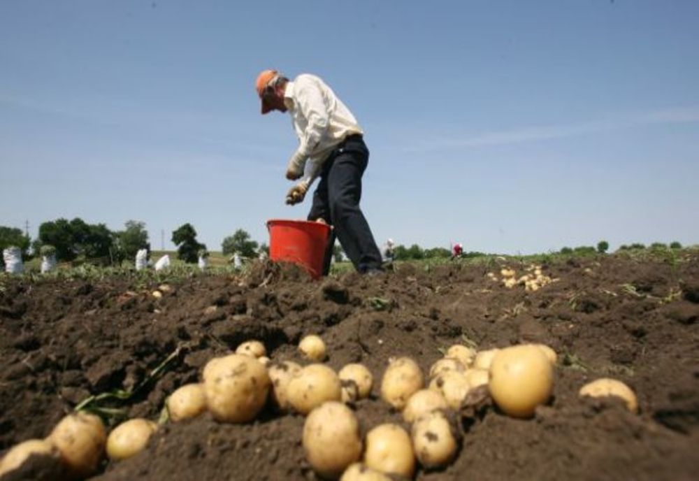 România cheltuie anual 64 de milioane de euro pentru a cumpăra cartofi din import  