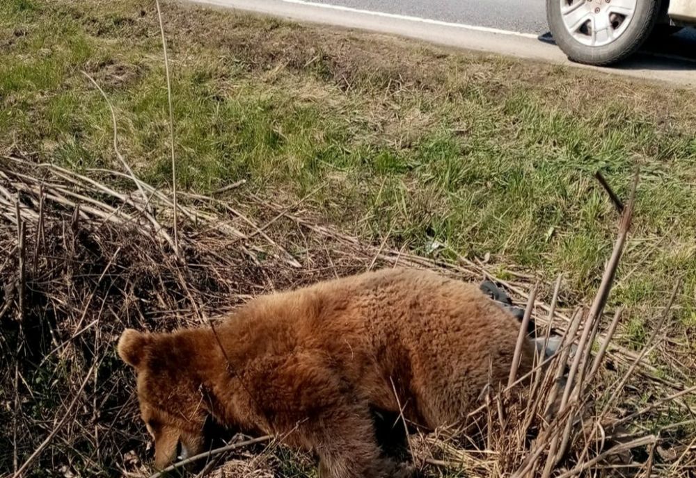 Urs lovit mortal, în județul Covasna