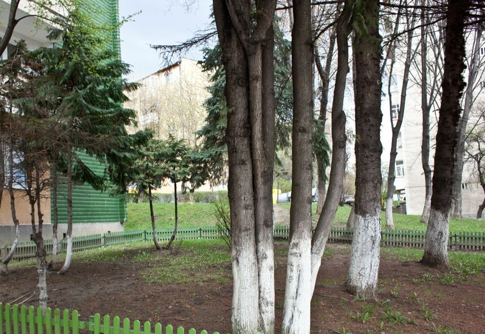 Tăierea și transportarea copacilor din zonele rezidențiale: clarificări privind procesul administrativ