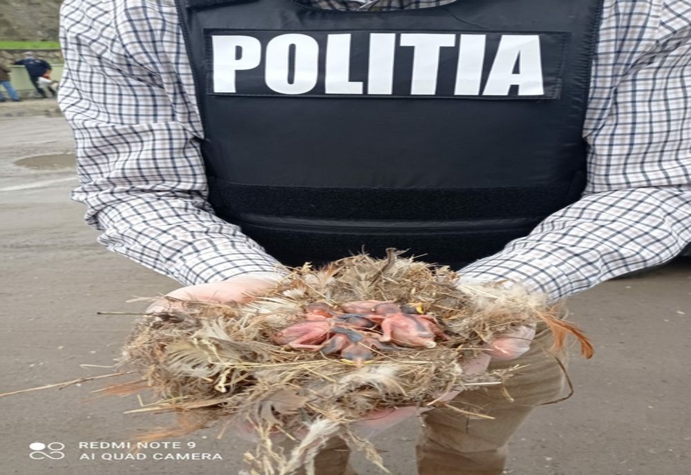 Păsări salvate de polițiștii din cadrul Biroului pentru Protecția Animalelor