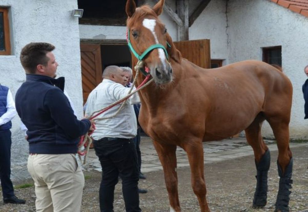Armăsar de rasă adus în localitatea Olteni