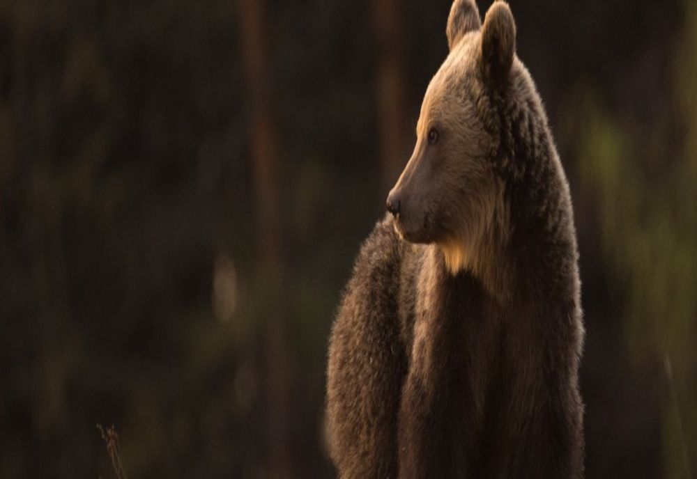 Bărbat atacat de urs, în județul Covasna