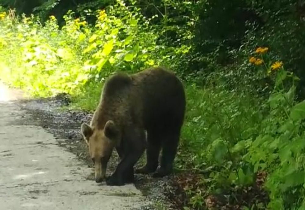 VIDEO Urs hrănit de turiști, la Bixad