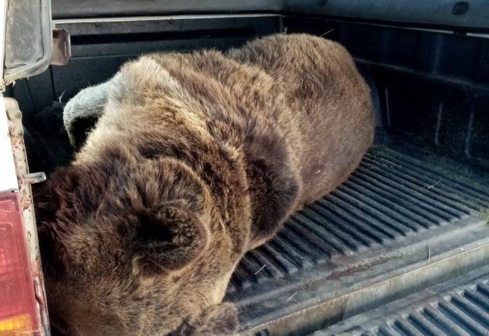 Urs omorât de o mașină, pe DN11