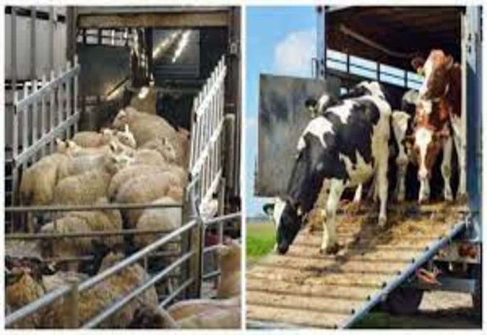 Măsurile obligatorii pe care trebuie să le respecte crescătorii de animale în perioadele caniculare