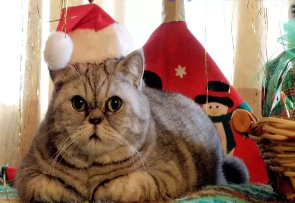 Crăciun cu pisica: cum vă puteți petrece sărbătorile în liniște