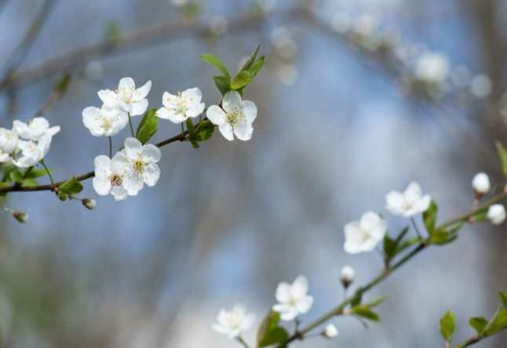 Prognoza meteo 22 februarie. Temperaturile sar de 16 grade, dar persistă ceața