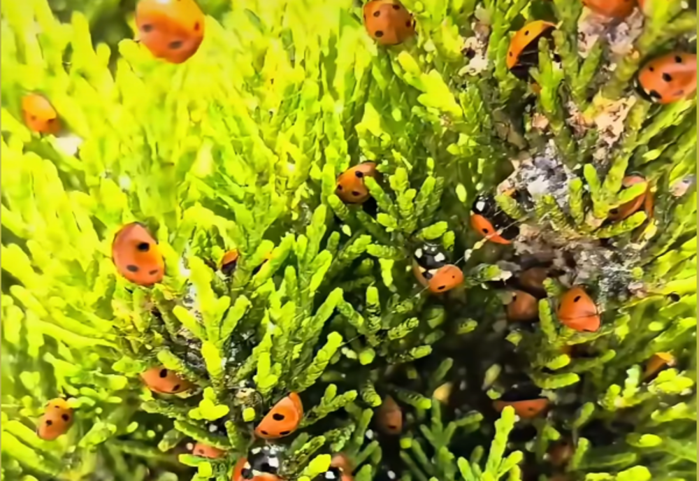 EXPLICAȚIA INVAZIEI DE GĂRGĂRIȚE DE PE LITORAL: SUNT LIHNITE DE FOAME