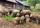 DSVSA Covasna: Intensificăm controalele pentru prevenirea răspândirii pestei porcine