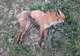 Cadavre de animale aruncate la marginea drumului, în apropiere de Sfântu Gheorghe