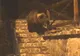 VIDEO. Atenţie! Un urs a fost semnalat la Şugaş Băi