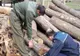 Amenzi de peste 132.000 lei pentru tăieri ilegale şi furt din fondul forestier administrat de Direcţia Silvică Covasna