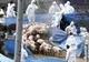 Raport ANSVSA: 626 de focare și 24 de județe cu pestă porcină africană. Situația în județul Covasna
