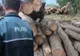 Mai puține delicte silvice în 2019 în județul Covasna