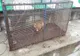 Sepsi OSK are „suporteri” și în rândul animalelor sălbatice. Vulpi prinse pe stadionul din Sfântu Gheorghe chiar înaintea meciului cu Chindia Târgoviște
