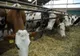 54 de milioane de lei, ajutor de stat pentru crescătorii de animale