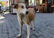 Animale salvate de polițiștii din Covasna
