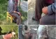 Imagini cu puternic impact emoțional! Bărbat atacat de urs la Belin