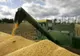 Petre Daea anunță că producţia de grâu se situează în parametri normali - Cum stăm la floarea soarelui și la porumb