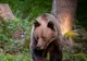 Un urs care a ucis un vițel şi devenise pericol pentru locuitori a fost împușcat la Bixad