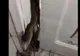 Șobolani pe holurile Academiei de Poliție! Imagini șocante - VIDEO